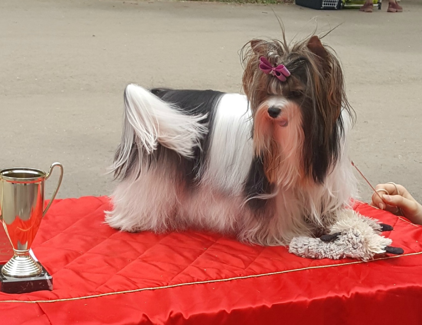 ПАРАДИЗ КОЛЛЕКШЕН ВИТЭЛЬ ДАЙМОНД