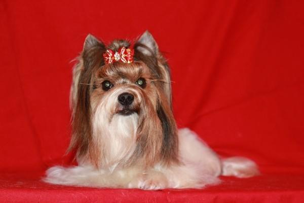 ROMY-SNOWBELAMY VON DEN KOBOLDEN