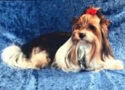 COOPER FROM THE LITTLE ANGELS