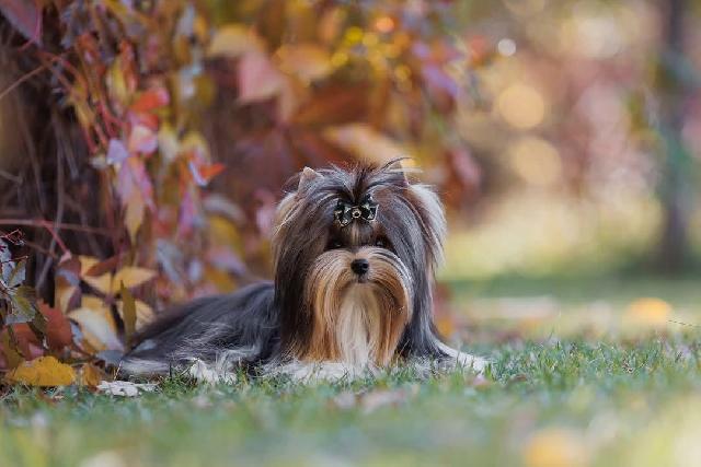 HAUS BLACK BIST NORDIK DIK