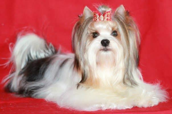 HAUS BLACK BIST AHILESS